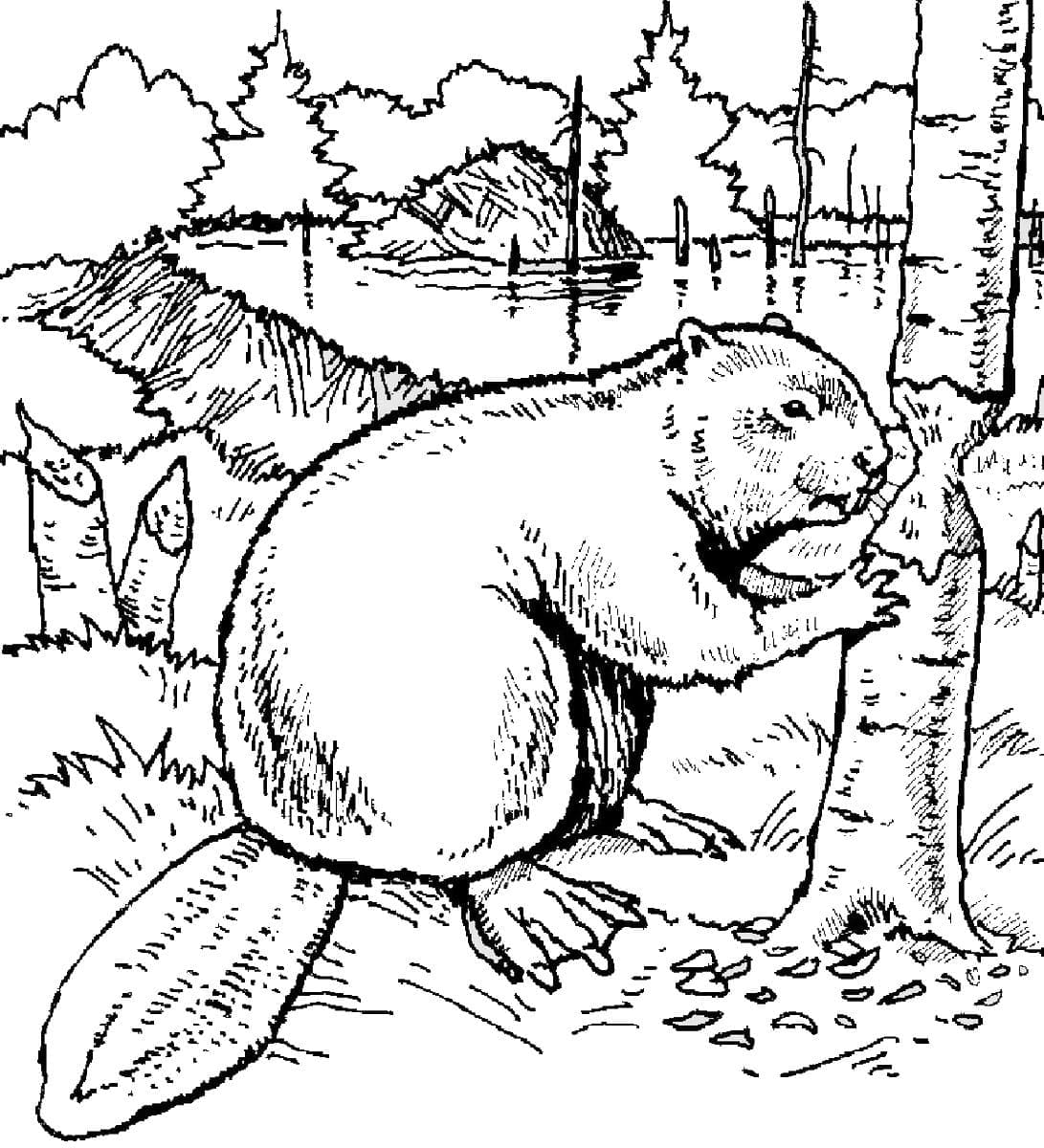 Realistic Beaver