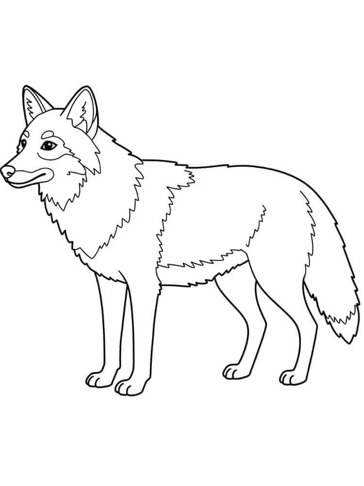Regular Coyote