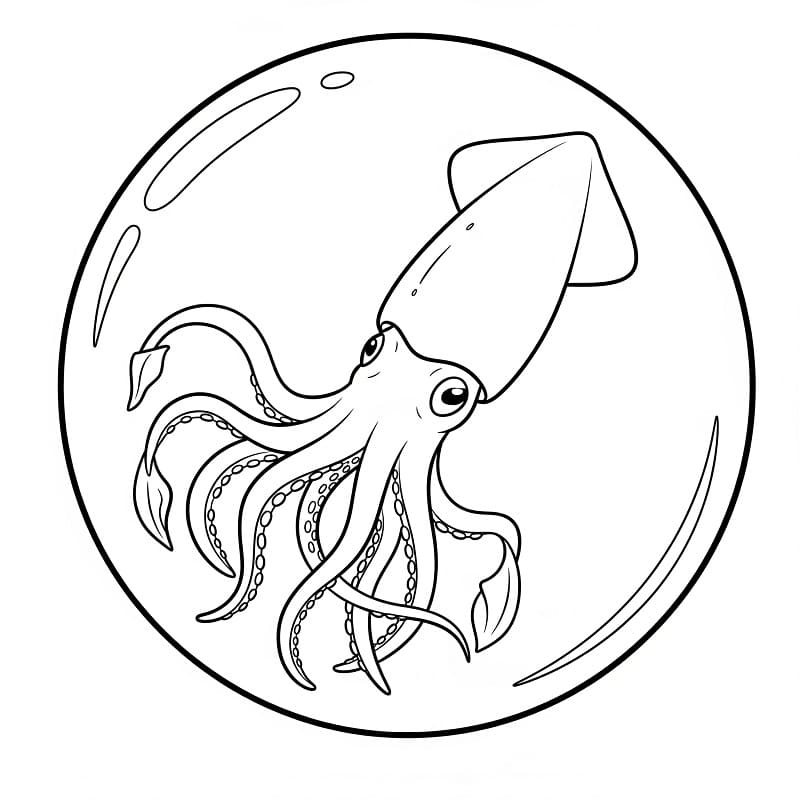 Regular Squid