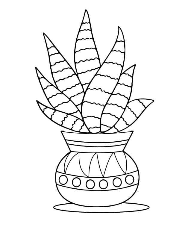 Simple Succulent