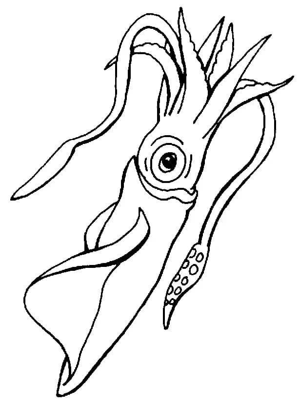Squid for Kids