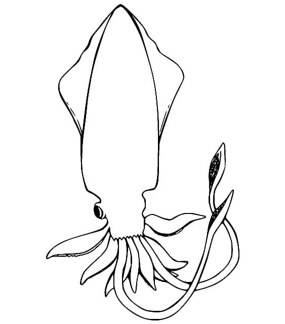 Squid Free for Kids