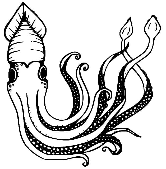 Squid Image