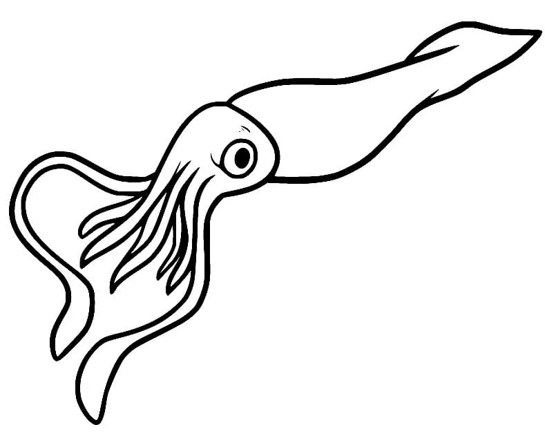 Squid Images