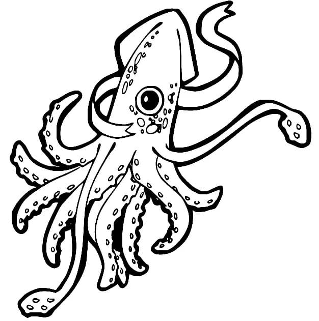 Squid Picture