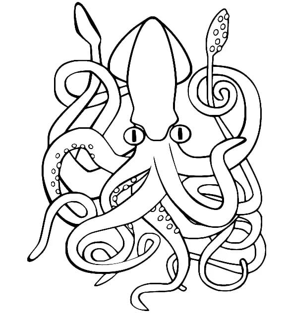 Squid Pictures