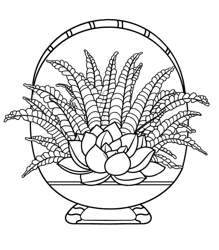 Succulent Basket