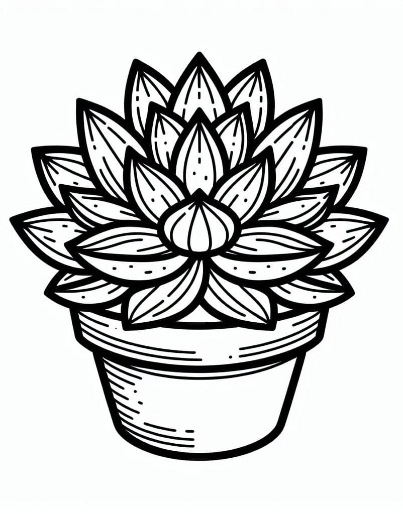 Succulent For Free