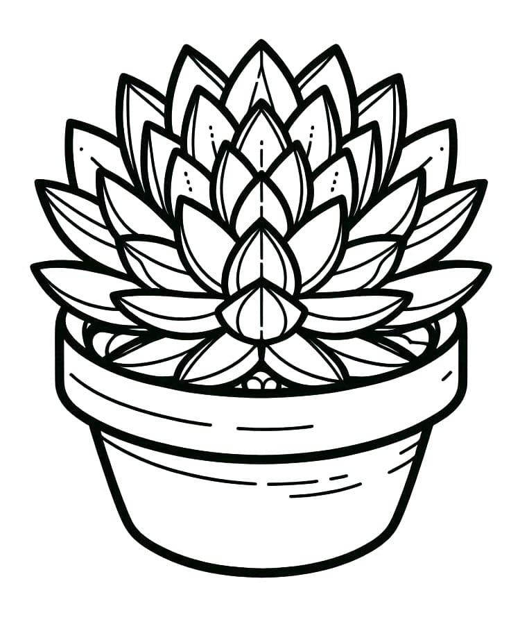 Succulent Free