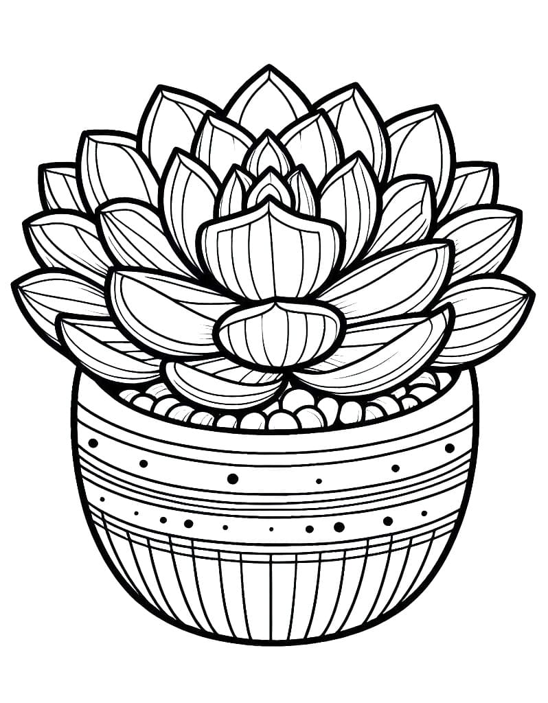 Succulent coloring pages