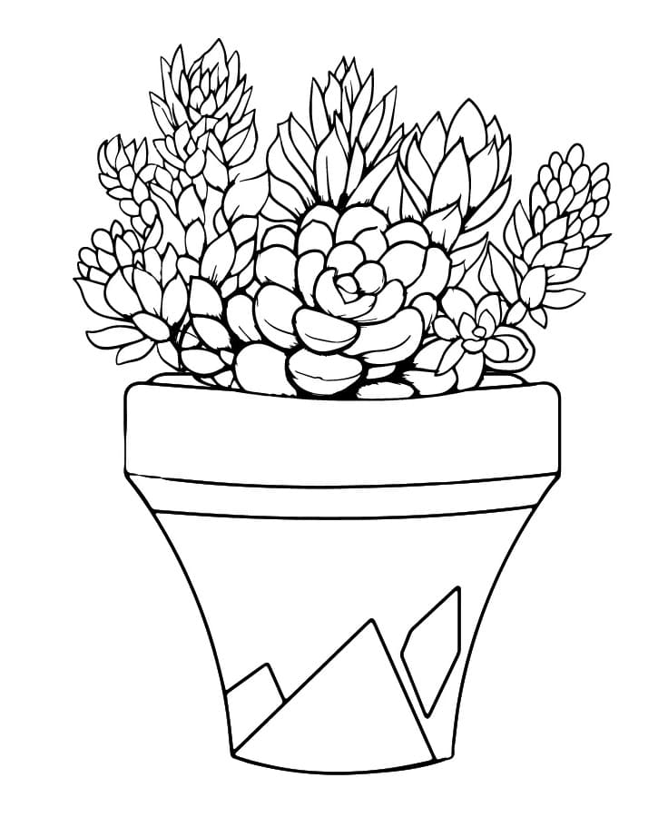 Succulent Images