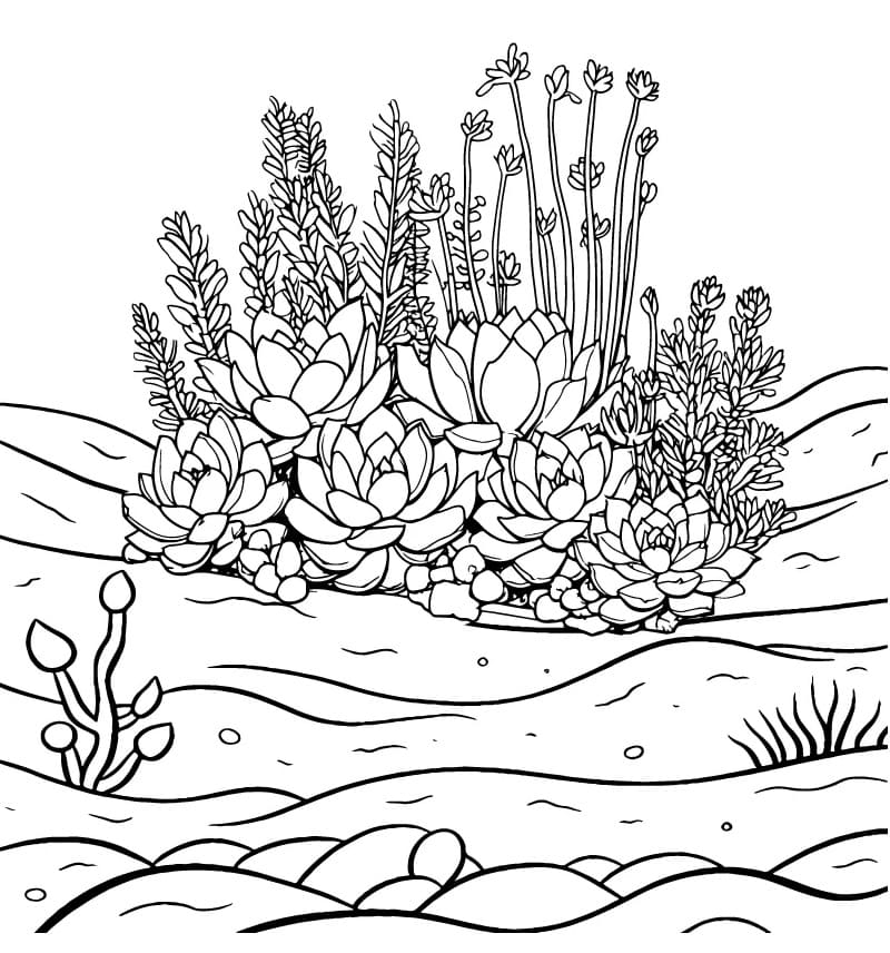 Succulent Picture