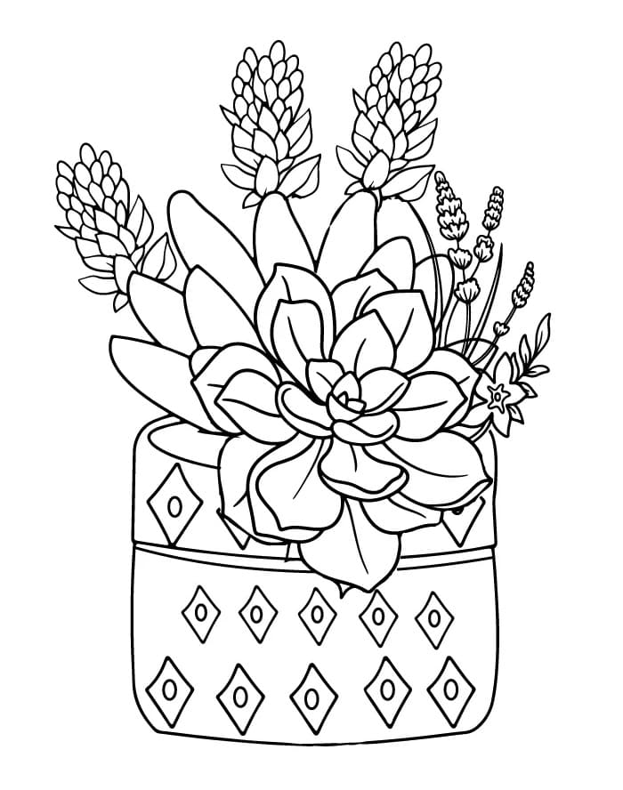 Succulent Pictures