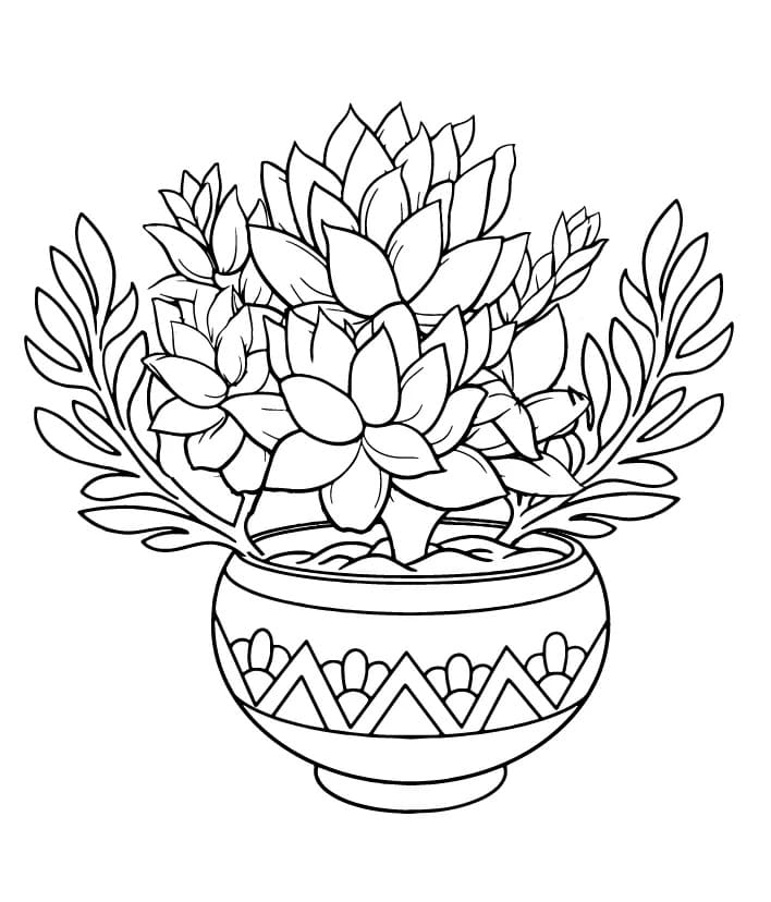 Succulent Pot