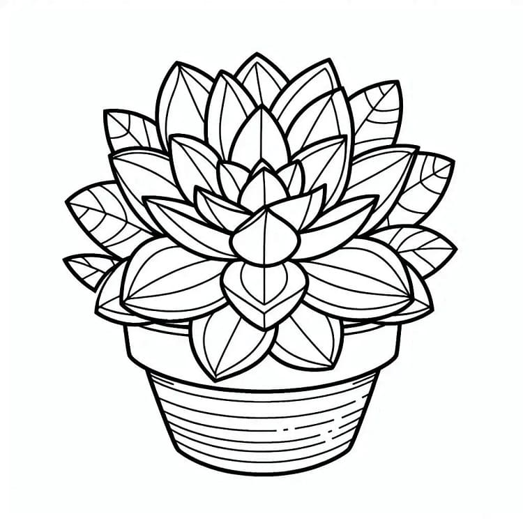 Succulent to Print