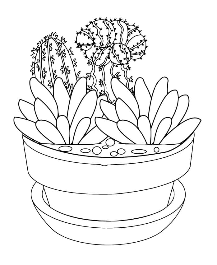 Succulent with Cactus