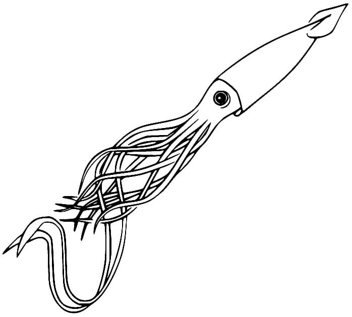 Swimming Squid