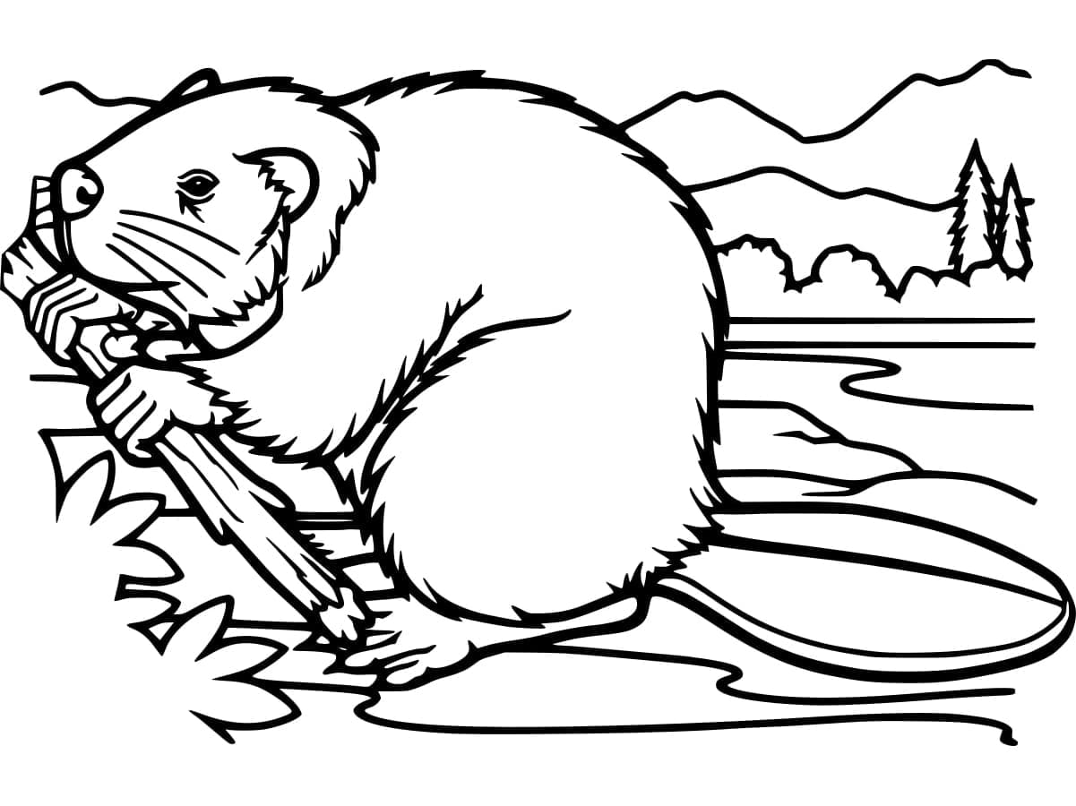 Wild Beaver