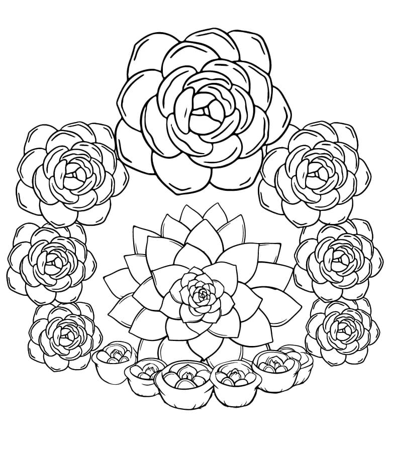 Wonderful Succulent