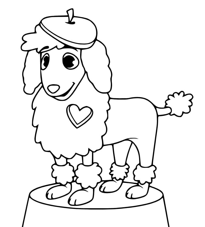 A Cute Poodle Dog