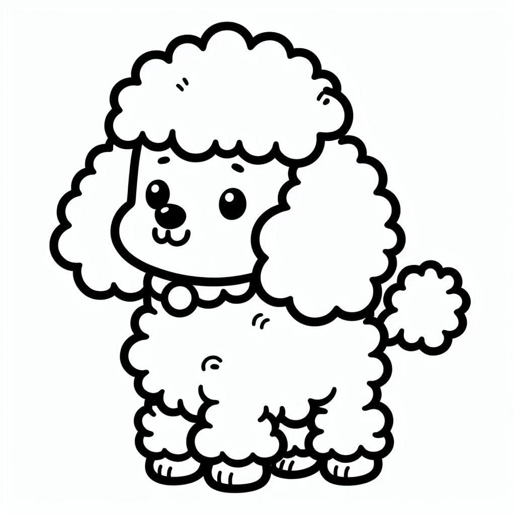 A Lovely Poodle