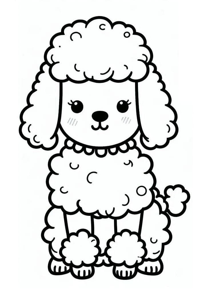 A Pretty Poodle