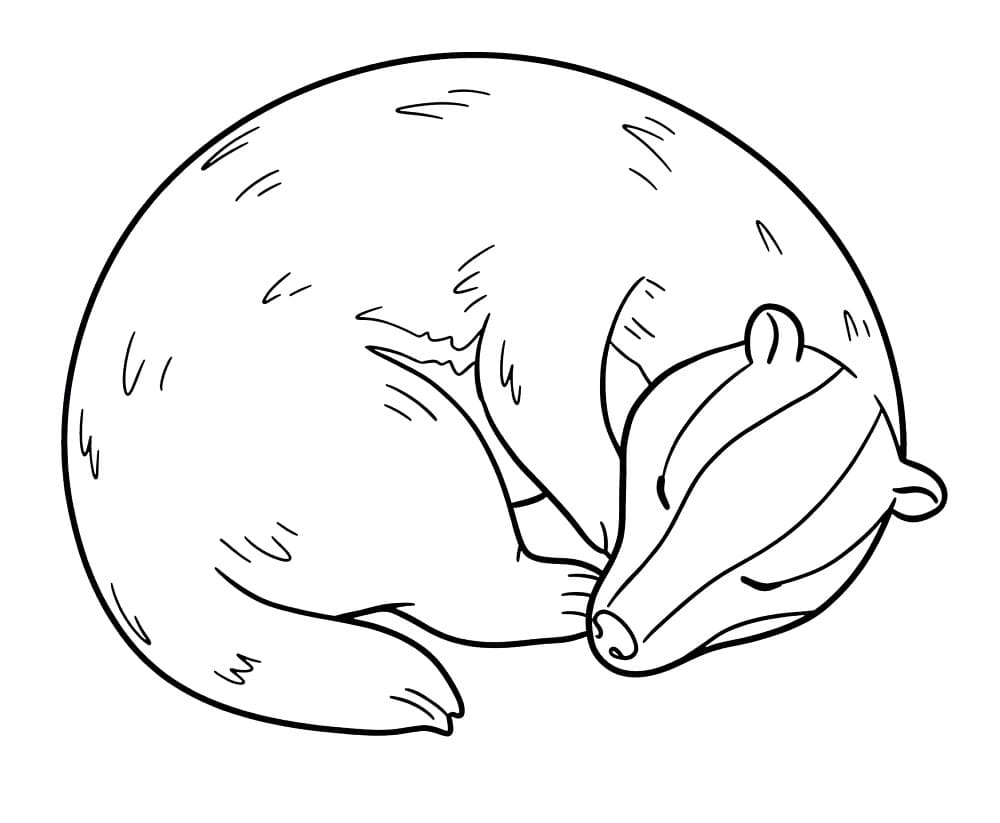 A Sleeping Badger