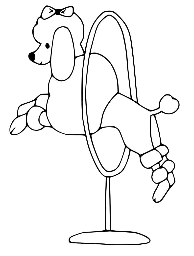 Amazing Poodle