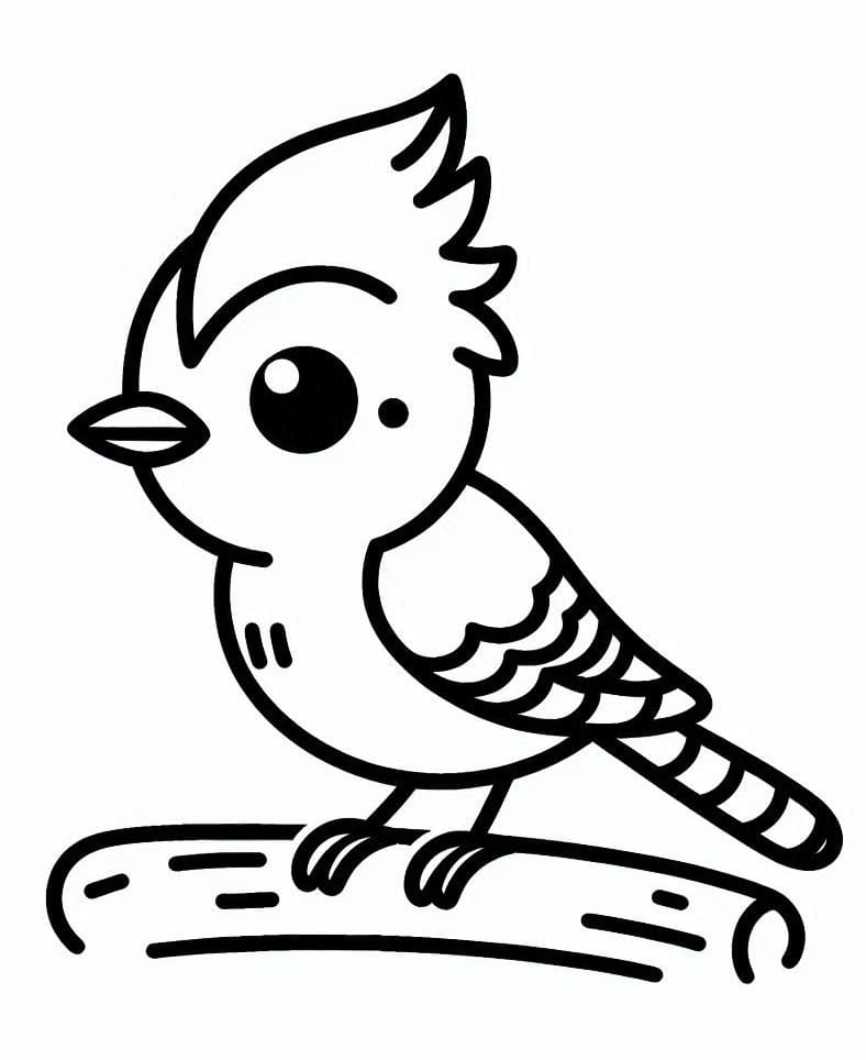 Baby Blue Jay