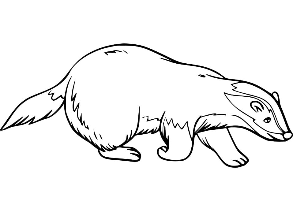 Badger Images