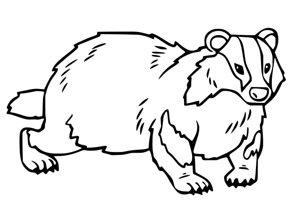 Basic Badger