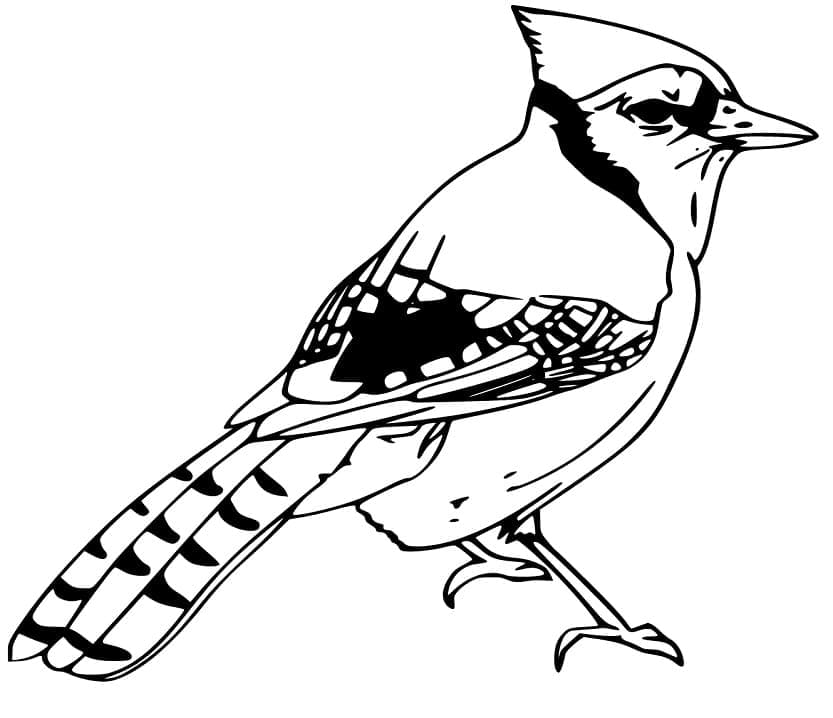 Blue Jay for Free