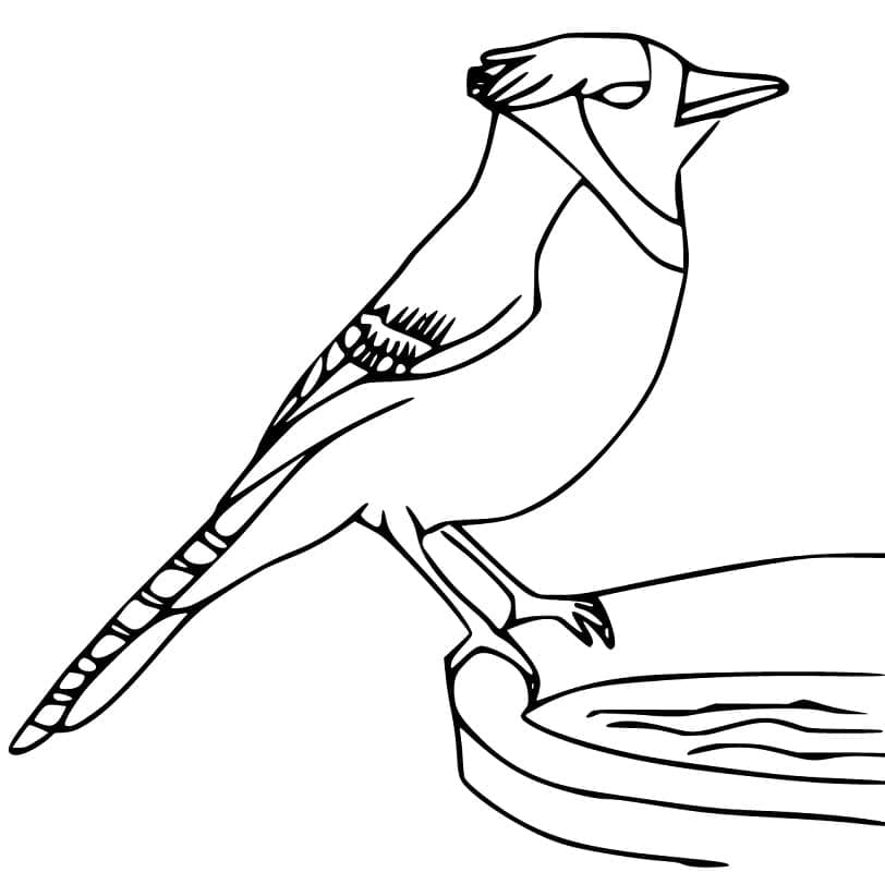 Blue Jay Free