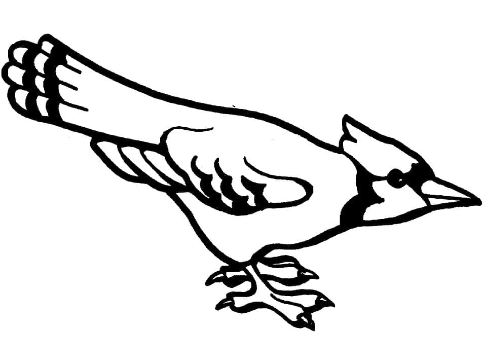 Blue Jay Image