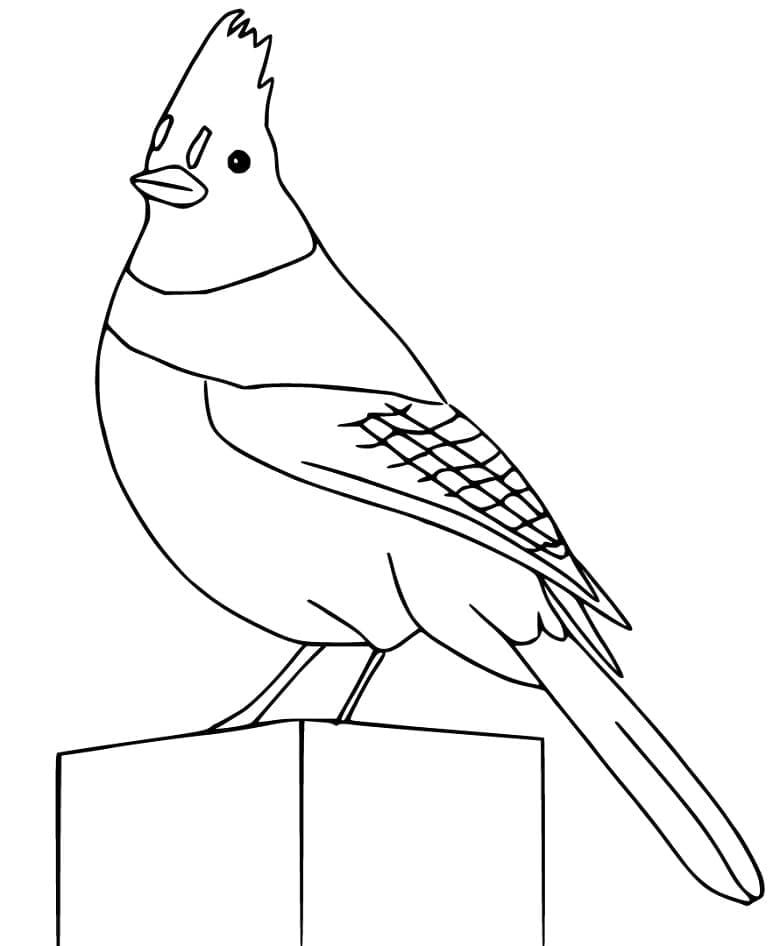 Blue Jay Images