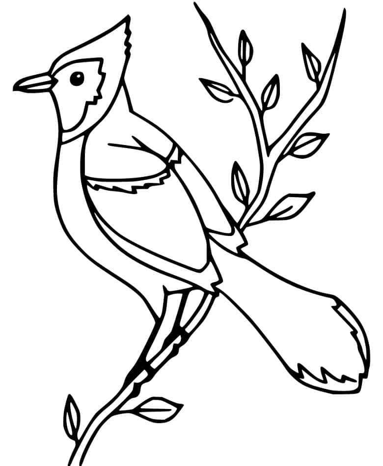 Blue Jay in the Tree