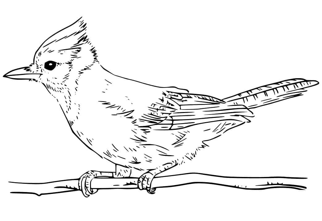 Blue Jay Printable