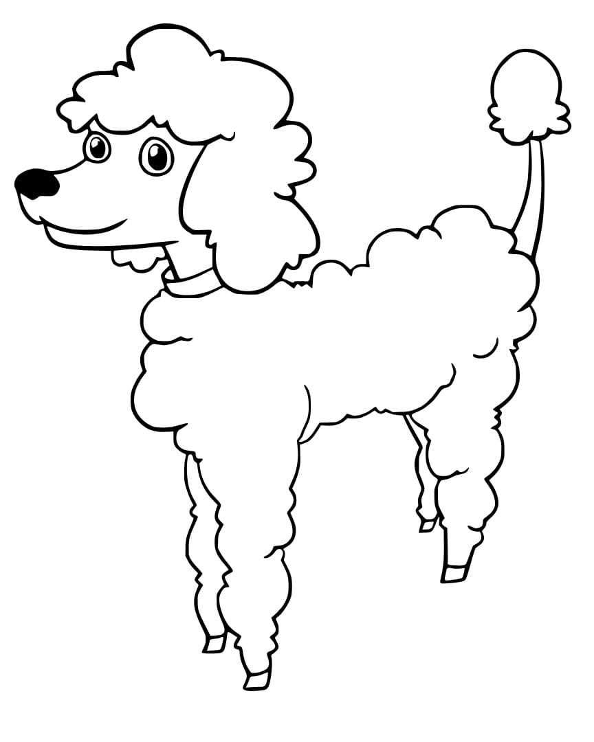 Cheerful Poodle