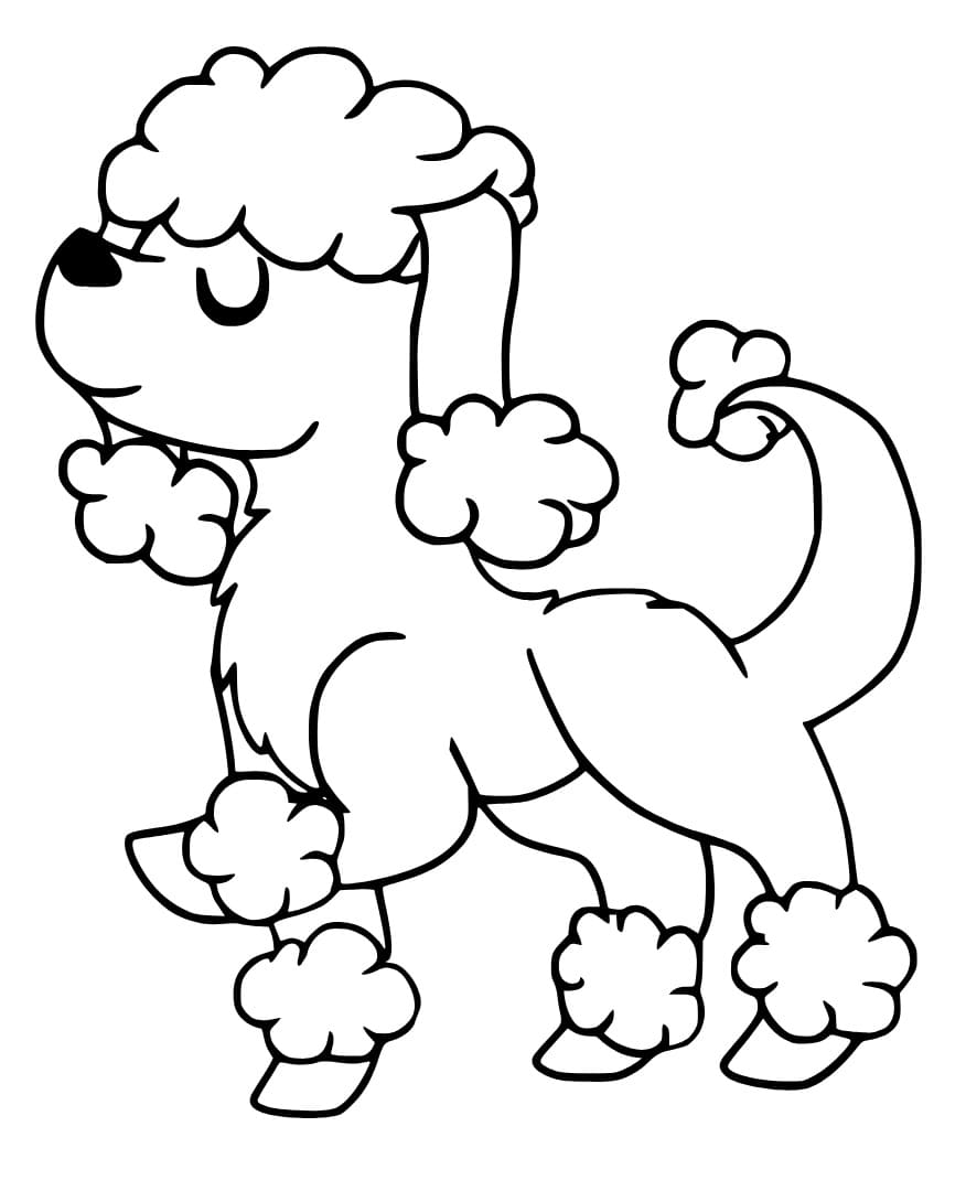 Cute Poodle Dog