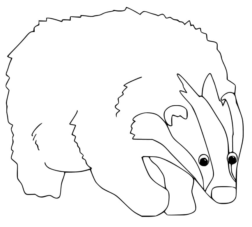 Drawing of Badger