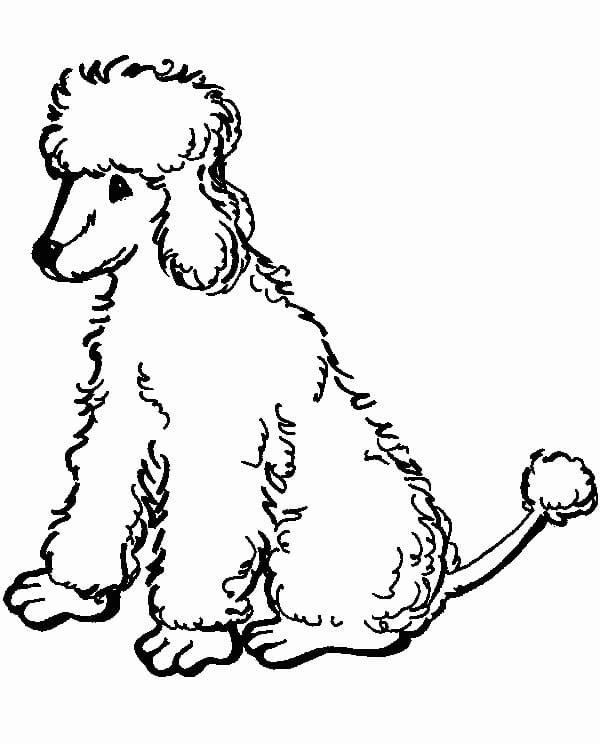 Drawing of Poodle