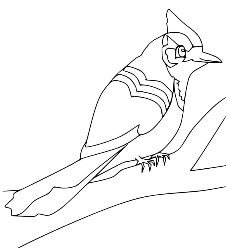 Easy Blue Jay