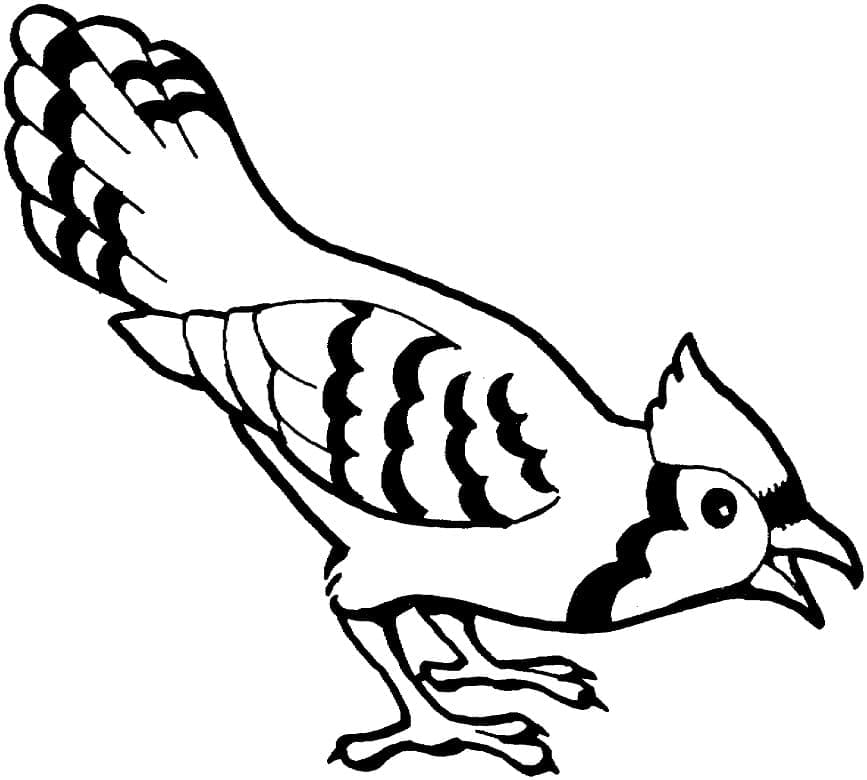 Free Blue Jay