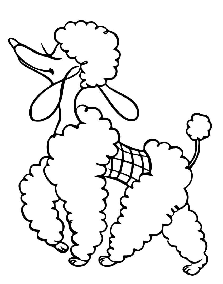 Free Poodle