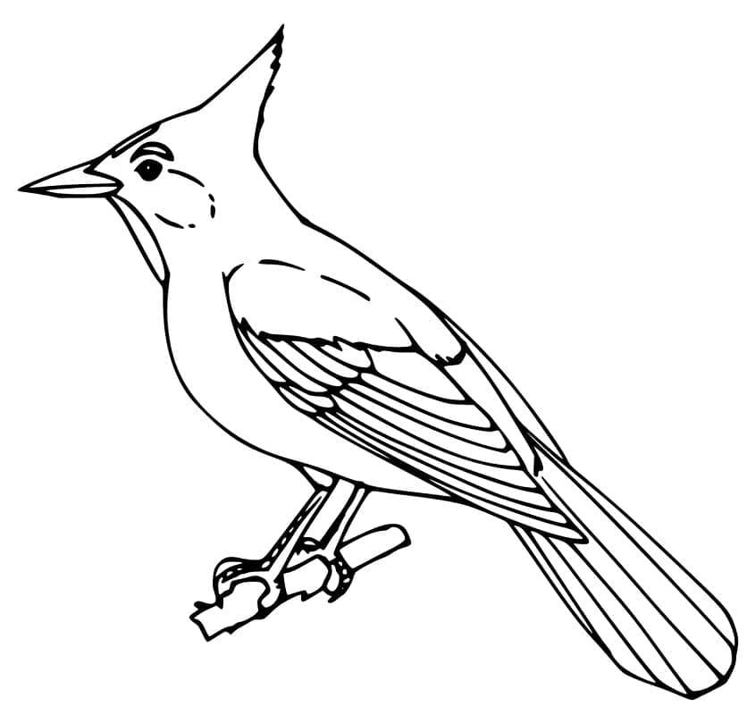 Free Printable Blue Jay