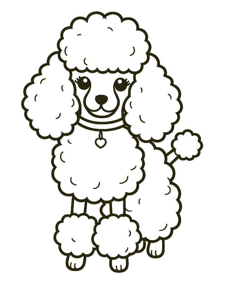 Friendly Poodle