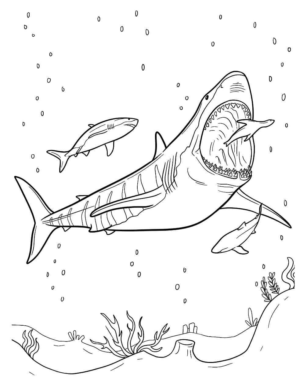 Giant Megalodon