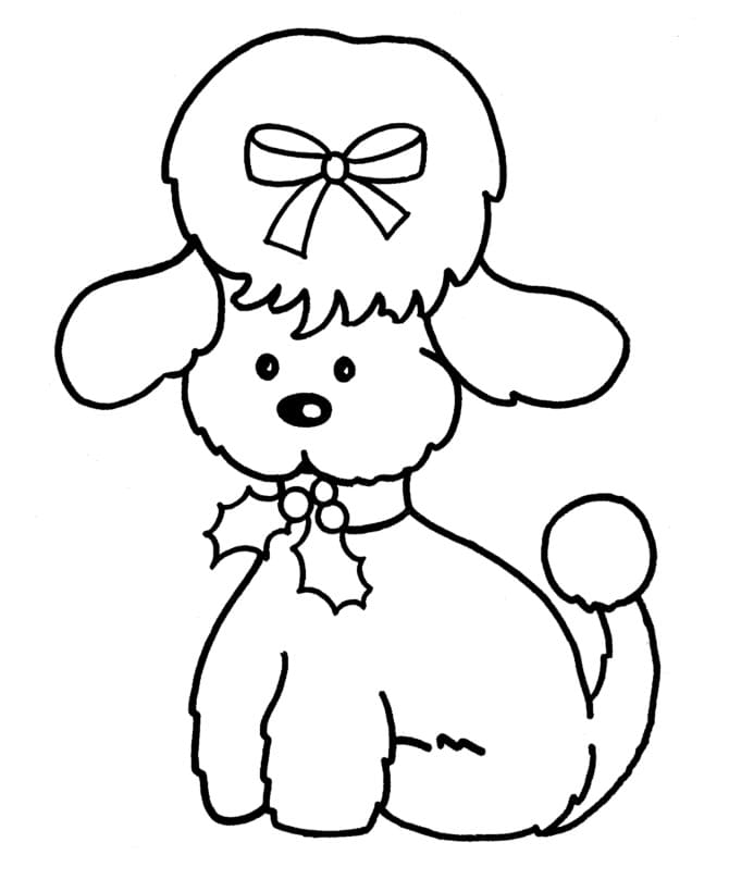 Little Poodle