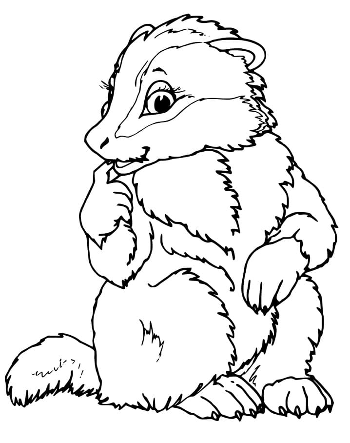 Lovely Badger