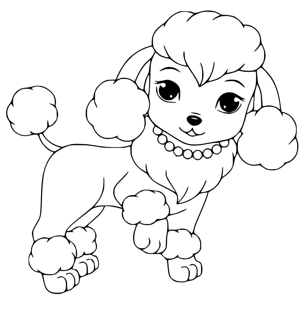 Lovely Poodle Dog